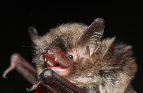 Brandtfledermaus (Myotis brandtii) - © Oliver Gebhardt